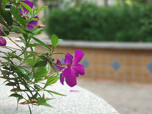 校园里的花（个人主页-ZMjY4ODg3ODQ=） - 人文/纪实摄影 - 站酷设计师Holly冬青原创素材 - 站酷ZCOOL