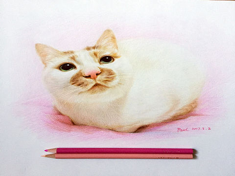 彩铅 猫（个人主页-ZMjA1ODI5MzY=） - 创作习作 - 站酷设计师paulwade123原创素材 - 站酷ZCOOL