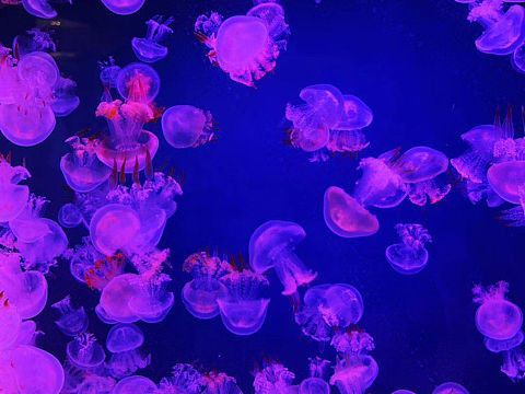 摄影-水母（个人主页-ZMzgwMDYwMjg=） - 宠物摄影 - 站酷设计师wuli黑原创素材 - 站酷ZCOOL