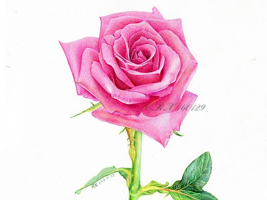 【彩铅花卉】粉玫瑰