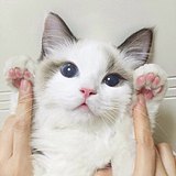 醉酒留情的头像