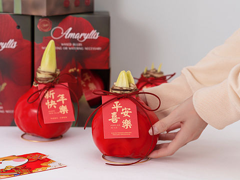 新年｜朱顶红