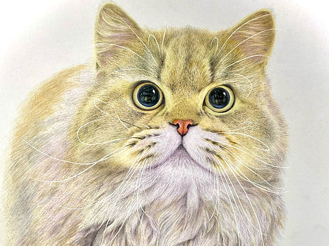 彩铅绘画 猫