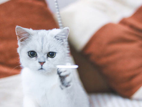 嘿,你想和我玩耍吗?