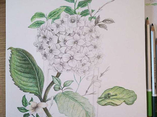 花 彩铅练习