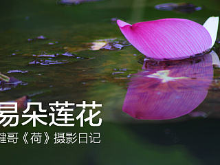 易朵莲花--《荷》摄影日记