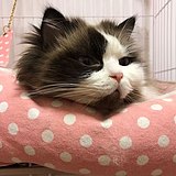 粘大头的头像