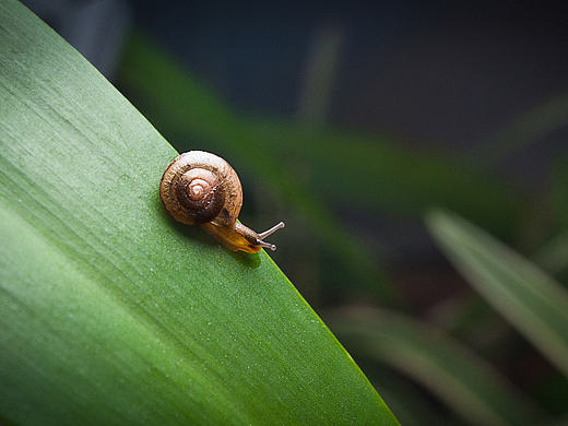 蜗牛（个人主页-ZMTc1NjU5OTI=） - 风光摄影 - 站酷设计师刘夏莱原创素材 - 站酷ZCOOL