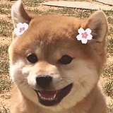 12308白菜的头像