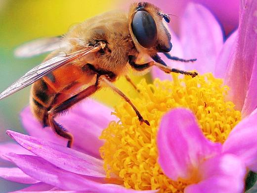 摄影 ‖ 蜜蜂与花