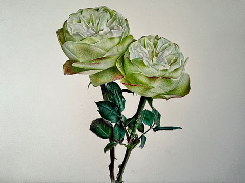 彩铅画，说它像大头菜应该没人反对吧