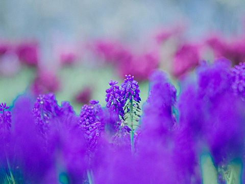 花（个人主页-ZNDM4MDE0NzI=） - 风光摄影 - 站酷设计师丶荧光乌贼原创素材 - 站酷ZCOOL