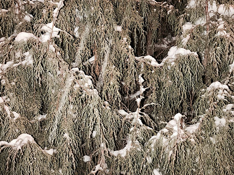 :deciduous_tree:植物