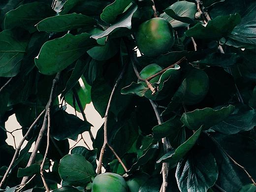 青澀的柿子（個人主頁-ZNDc0MDg2MDA=） - 人文/紀實攝影 - 站酷設(shè)計師江明叔原創(chuàng)素材 - 站酷ZCOOL