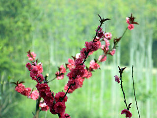 家乡美-----慢城的某一角