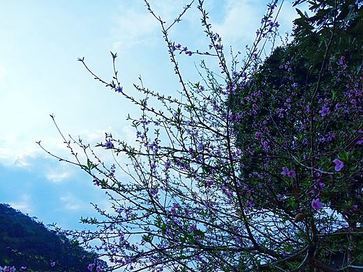 人面不知何处去，桃花依旧笑春风