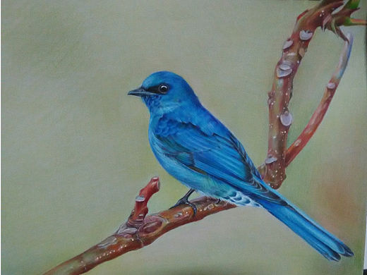 冰块喜欢的的鸟