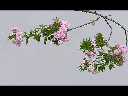 风中晚樱 ———摄于成都