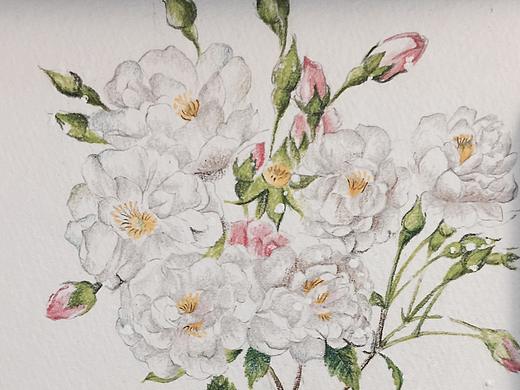 植物彩铅插画