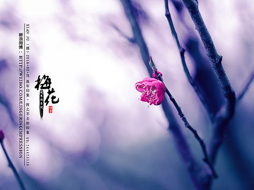 梅花