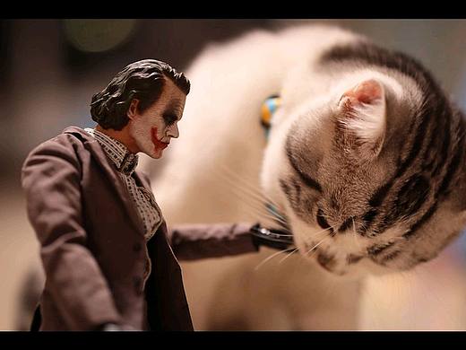 我家的斯特猫
