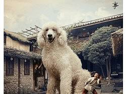 巨贵的故事(待续)(个人主页-ZMTYwMzQxNg==) - 其他摄影 - 站酷设计师摄影师程昌原创素材 - 站酷ZCOOL
