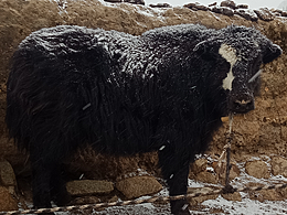 新作品   了解一下