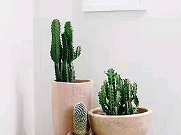 手艺盟原创设计手工包，刺绣仙人掌包包，清新文艺之美……