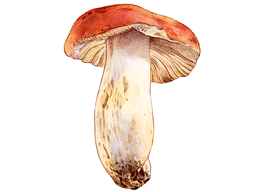 蘑菇（个人主页-ZNjYwNzk5MTY=） - 创作习作 - 站酷设计师c_clock菜菜原创素材 - 站酷ZCOOL