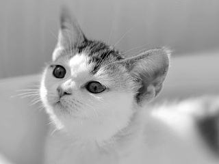 奇幻猫,小鹿成长史一,高清（个人主页-ZNTIzOTI0NA==） - 宠物摄影 - 站酷设计师奇幻猫的猫儿们原创素材 - 站酷ZCOOL