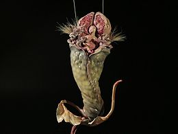 生物形体类