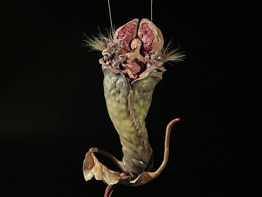 卡巴拉生命树之神秘生物