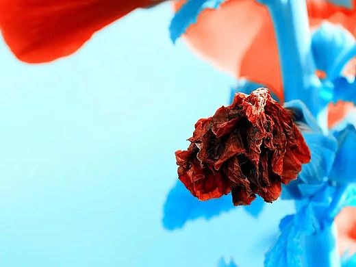 阿宝色 - 叶花（个人主页-ZMTQ1OTAzNDA=） - 风光摄影 - 站酷设计师艾希牙原创素材 - 站酷ZCOOL