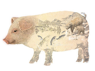 加拿大猪肉品牌插画