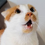 亦耕的头像