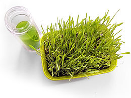 大麦若叶青汁 练习的拍照