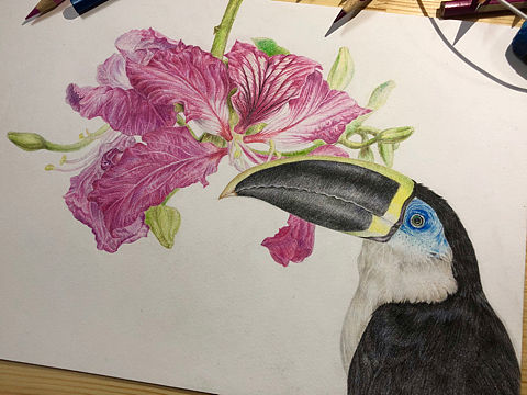 花鸟彩铅
