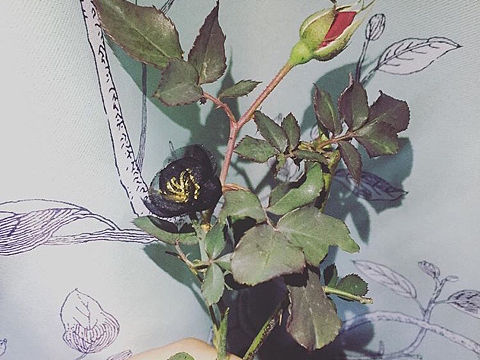 法式刺绣+烫花——“嘿，什么花”