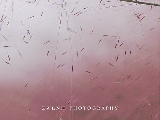 粉黛亂子草 Muhlenbergiacapillaris（個(gè)人主頁(yè)-ZNjY3MTgxMTY=） - 風(fēng)光攝影 - 站酷設(shè)計(jì)師YZWH2020原創(chuàng)素材 - 站酷ZCOOL