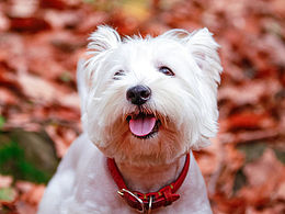 巴迪家寵物攝影，拍攝樣片2