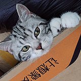 说书人I的头像