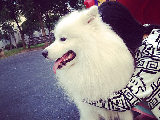 宠物类APP | 爱宠