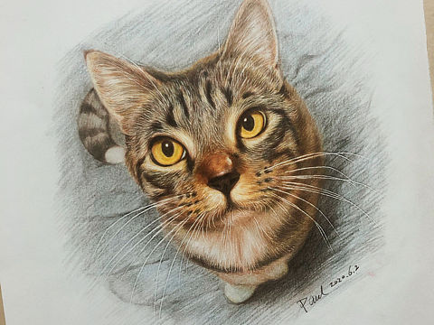 彩铅 猫