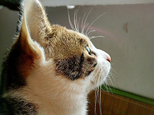 陛下的成长历程