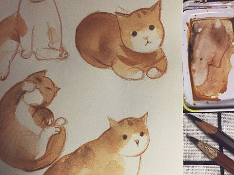 猫的速写