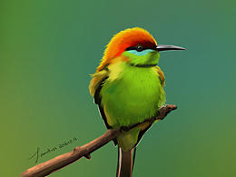 繪畫練習(xí)（三) 