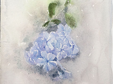 水彩花卉（个人主页-ZMzEzOTI5NzY=） - 商业插画 - 站酷设计师沉默的包几原创素材 - 站酷ZCOOL