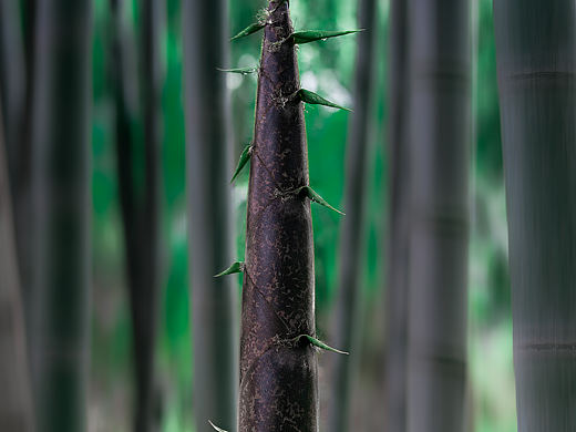 新竹