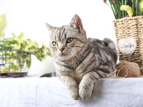 小花与猫