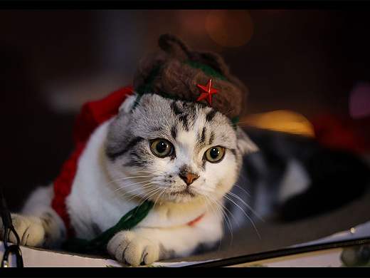 猫 宠物摄影 喵星人